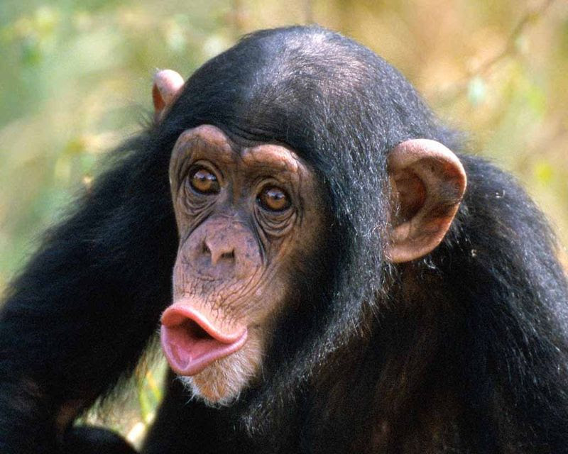 Chimpanzee Chimpanzee