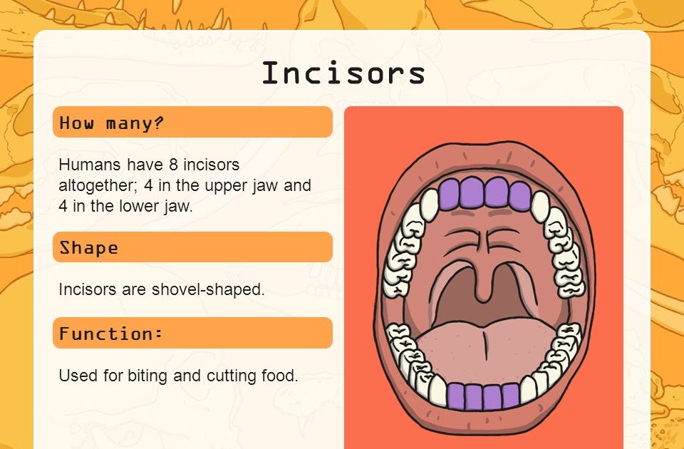 what-is-the-function-of-incisor-teeth-teethwalls