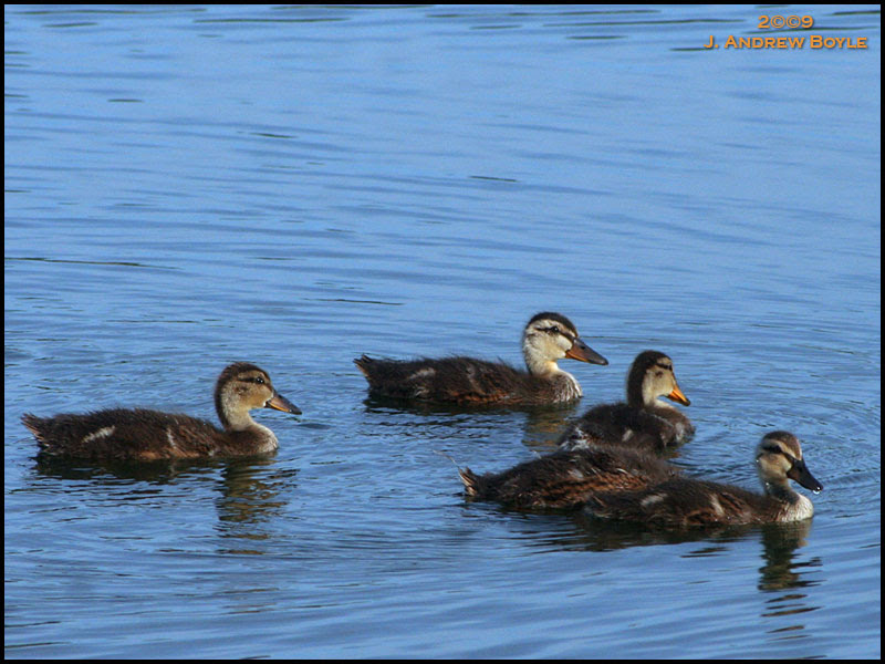 Mallard