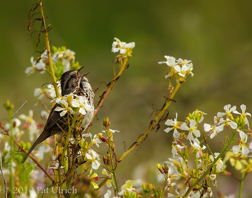 Sparrow in the wildflowers