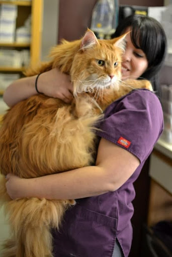 My Maine Coon World