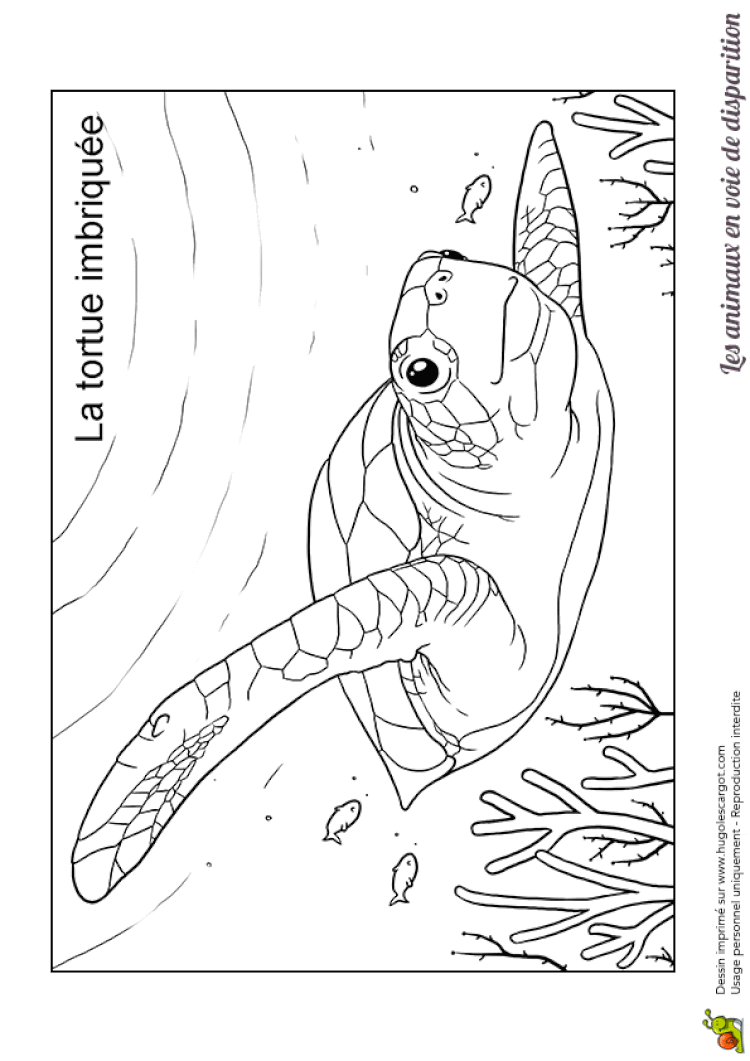 Coloriage Animaux En Voie De Disparition  Haut Coloriage HDImages et