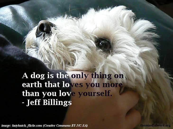 Dogs Unconditional Love Quotes. QuotesGram Dogs Unconditional Love Quotes. QuotesGram