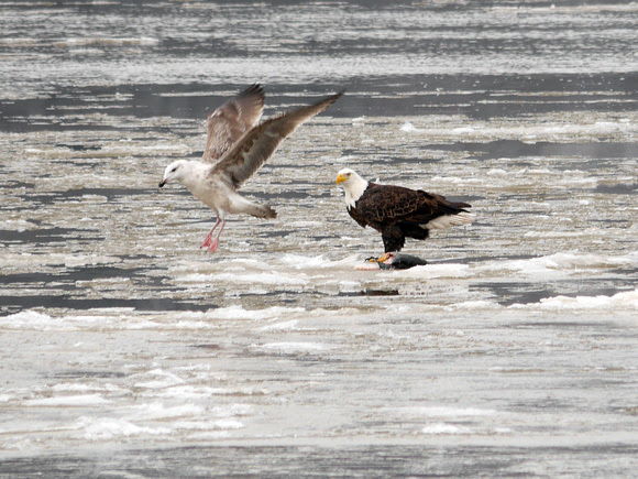 Ed Gaillard: birds &emdash; Bald Eagle and Great Black-Backed Gull, Hudson River at Dyckman Street