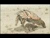 placoteco del desierto con cría Desert Rattleback and cub