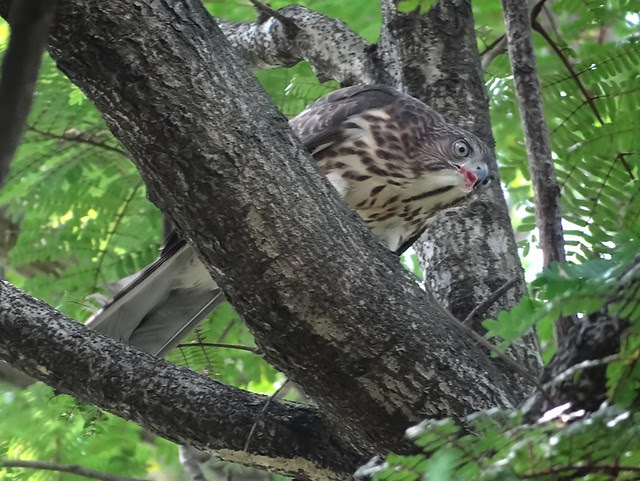 鳳頭蒼鷹/無限台南