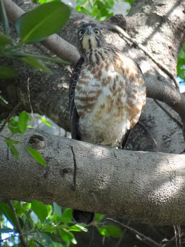 鳳頭蒼鷹/無限台南