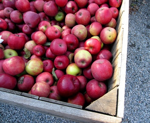 Fall apples are the best.