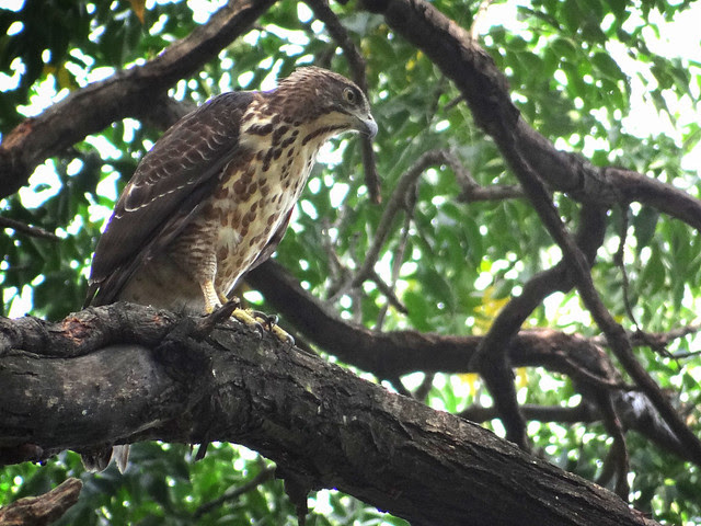 鳳頭蒼鷹/無限台南