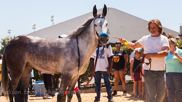 Senorita, winner of the mule race at Sacramento