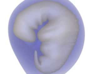 Embrion primeras etapas de dasrrollo 1