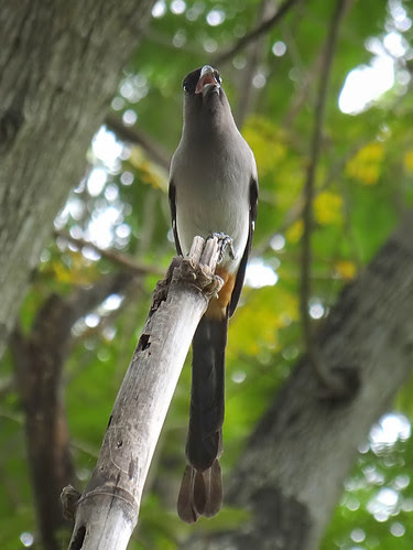 鳳頭蒼鷹/無限台南