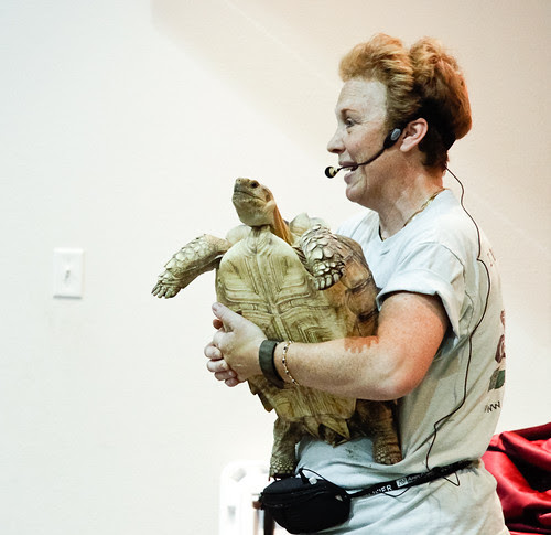 Creature Teacher Tortoise-9223