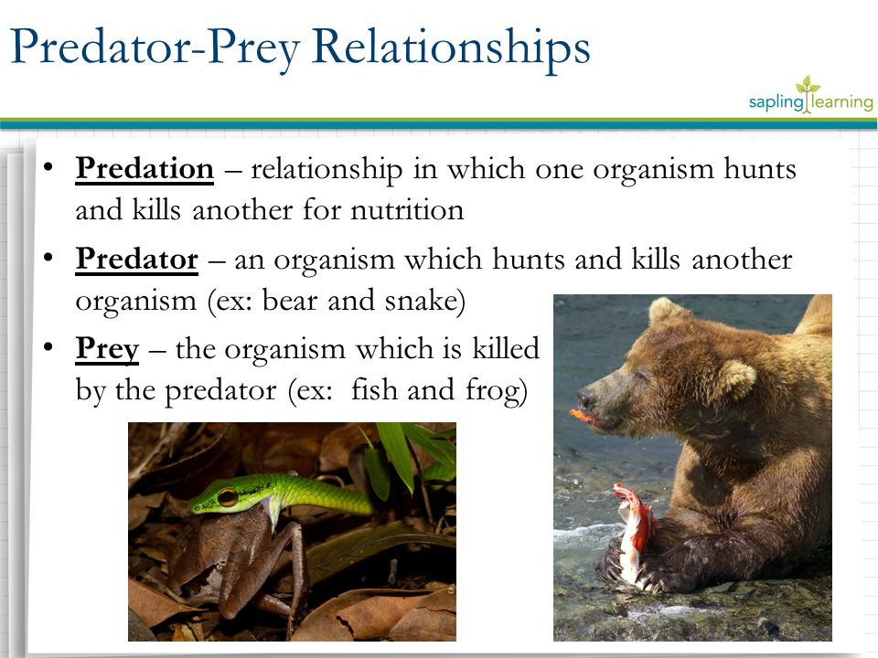 predator prey relationship definition biology