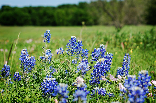 blair serna: Texas Flower The