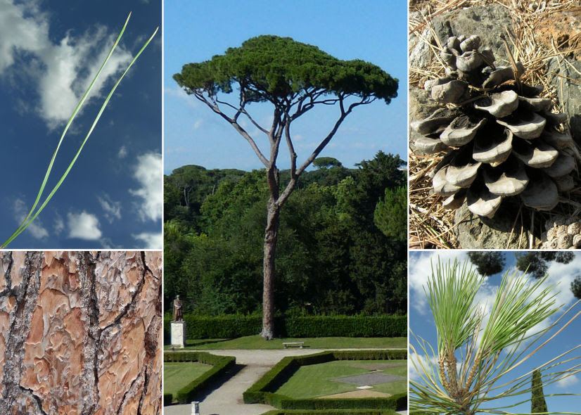 25 Un Albero Dal Legno Tenero E Rossiccio Inidpfohor