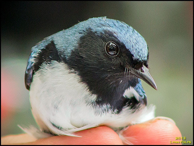 Black-throated Blue Warbler Black-throated Blue Warbler