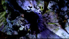 Gaia & Genesis (2009) 002