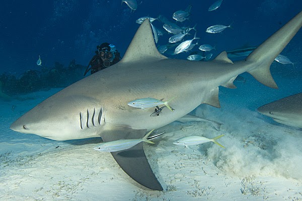 info tiger shark: Facts About Bull Sharks