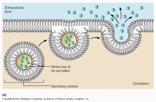 Passive and Active transport: EXOCYTOSIS