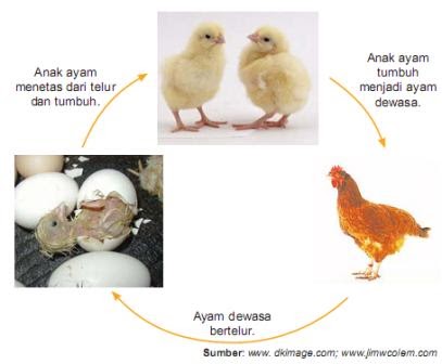  MATERI  SOAL SOAL SEKOLAH DASAR MATERI  SOAL KELAS  4  SD  