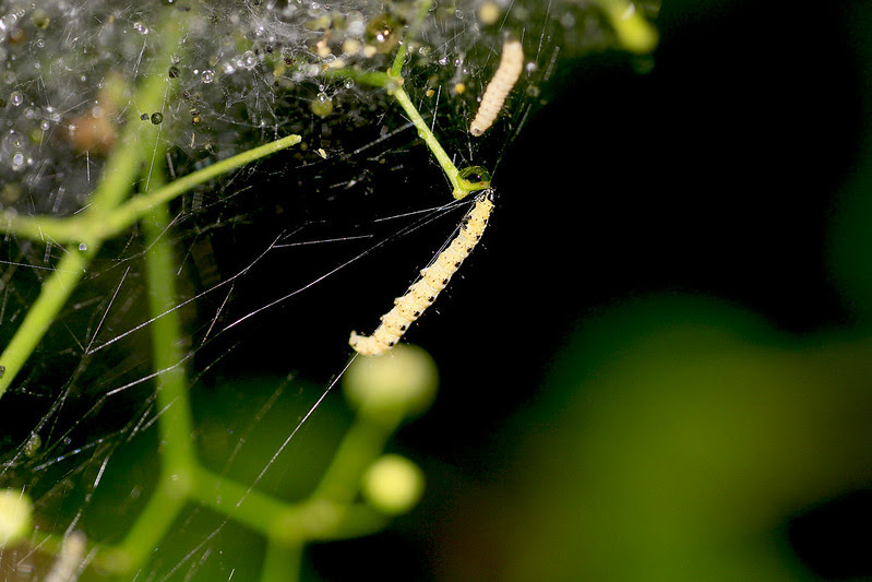 caterpillar