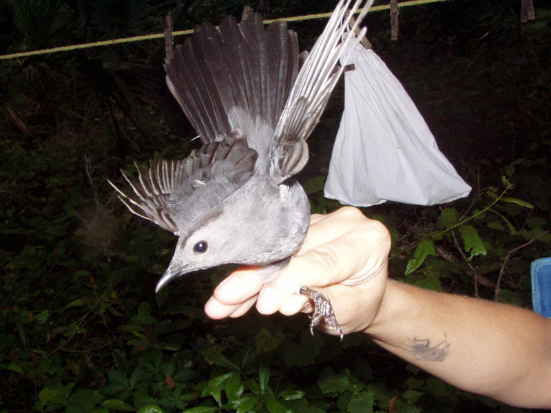 Gray Catbird Gray Catbird