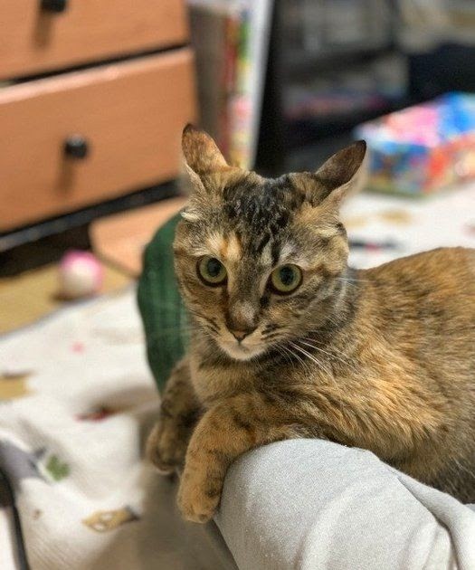 猫 イカ耳 Japan Image