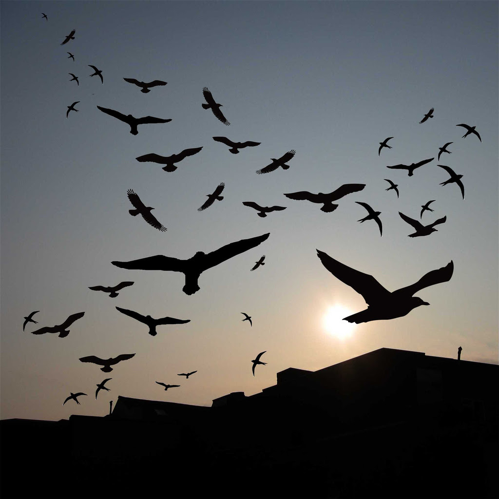 Kumpulan Gambar Wallpaper Burung Terbang Pernik Wallpaper