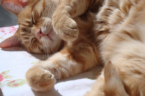 Thomas sleeping