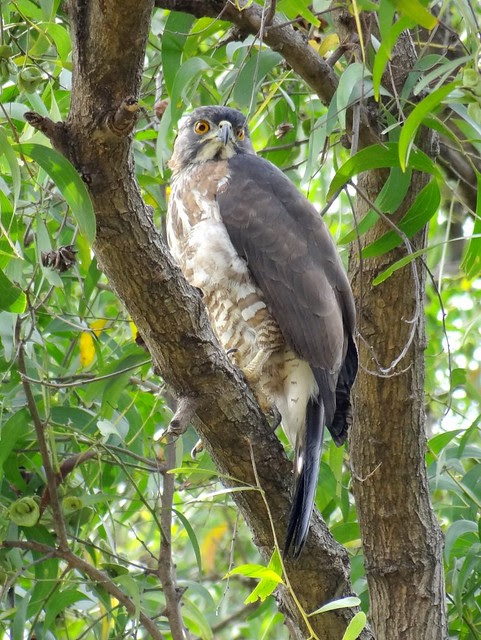 鳳頭蒼鷹/無限台南