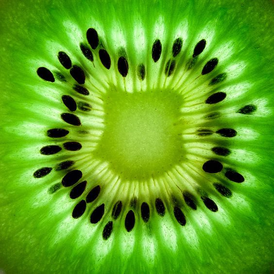 macro photography 21