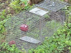 Licensed to trap gophers