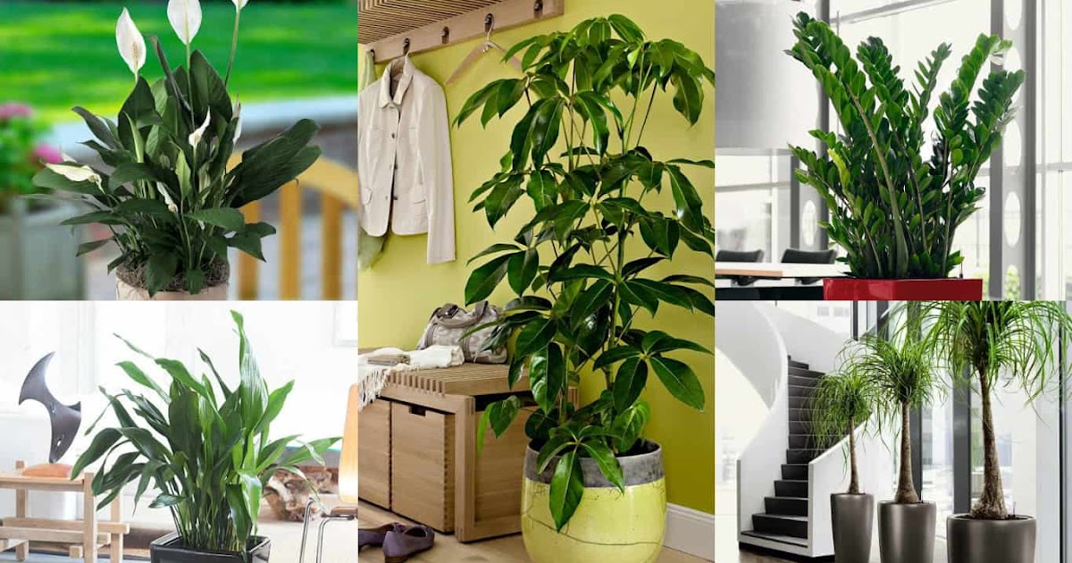 Piante Da Appartamento Alte Immagini Piante Da Interno Sempreverdi E