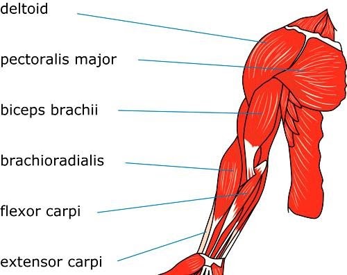 Arm Muscle Diagram : Arm Muscles Anatomy Function Of Biceps Triceps