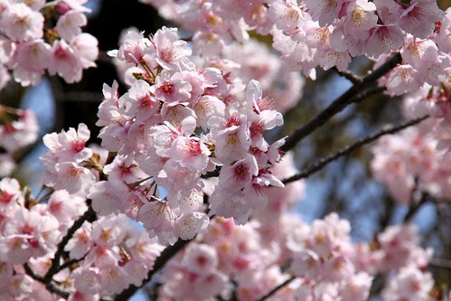 桜 満開