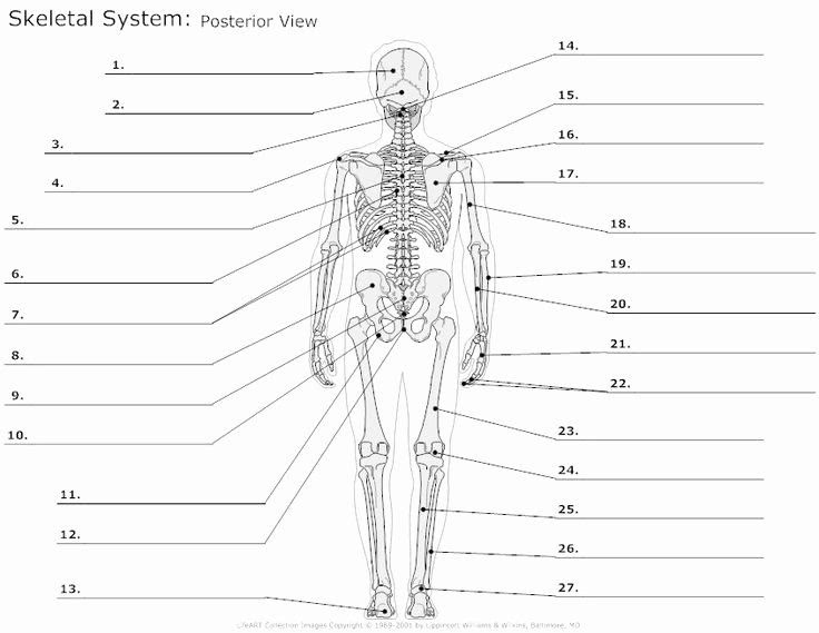 Muscular System Worksheet Pdf Answer Key - Monster Pdf