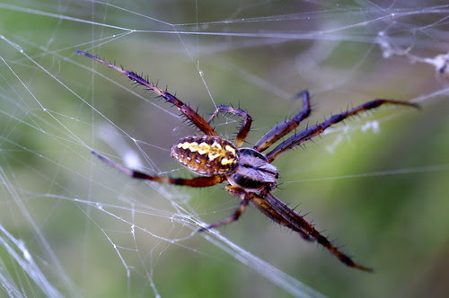 spiders, black widow with Sigma 105mm f/2.8 1:1 Macro EX DG