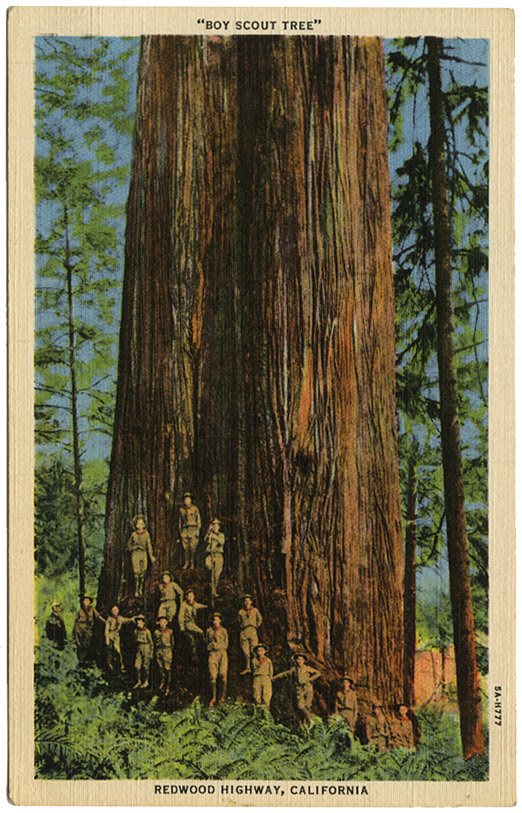 Boy Scout Tree_Redwood Highway_tattteredandlost