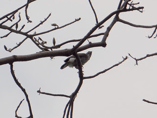 鳳頭蒼鷹/無限台南