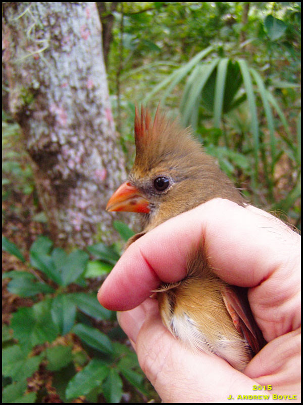 Northern Cardinal Northern Cardinal