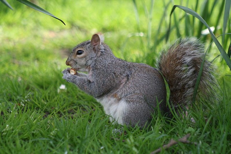 When Do Grey Squirrels Have Babies Uk Fishing Boats Blog