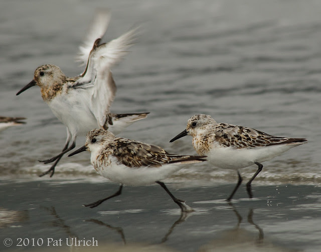 Sanderling sprint