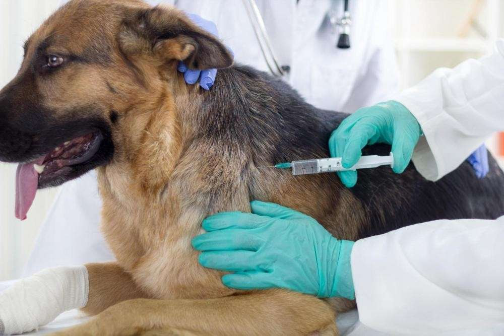 Когда и где в Курске будут делать бесплатные прививки домашним животным