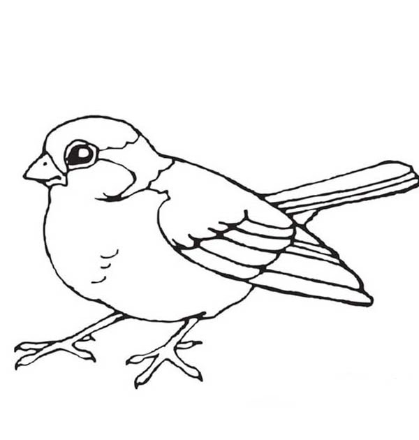 Pictures Of A Bird To Color / Birds Coloring Page / Add colorful plants ...