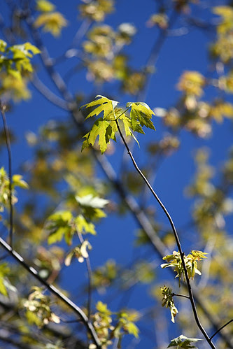 Tree 4
