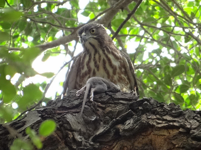 鳳頭蒼鷹/無限台南