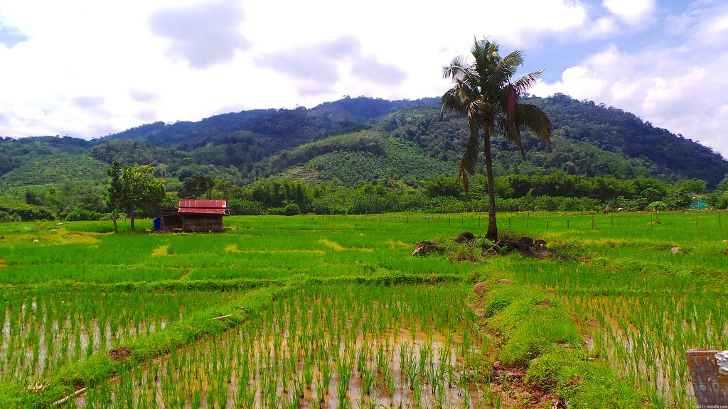 31+ Lukisan Pemandangan Sawah Padi Di Kampung - Kumpulan Gambar Pemandangan