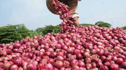 Onion cultivation brings smile to farmers' face