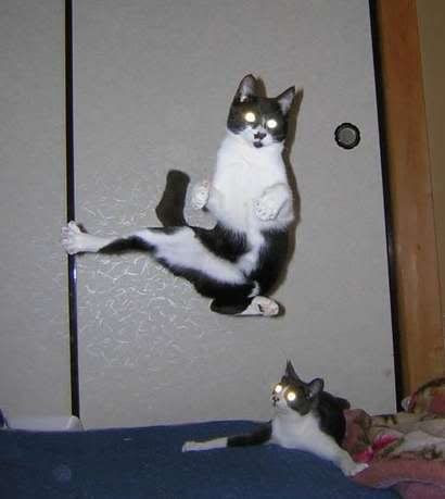 kung fu Cat
